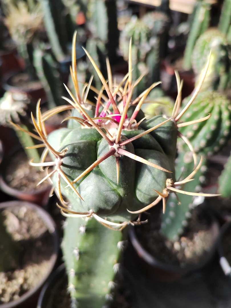 仙人球绯冠龙秀普苗接