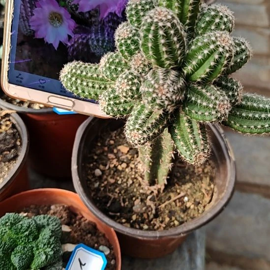 白檀怒秀普嫁接易掉侧芽