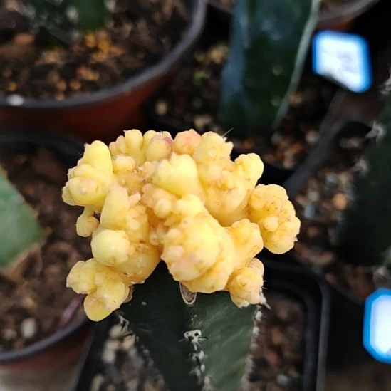 锦球石化秀普嫁接特30