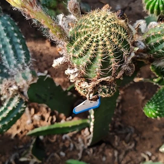 金荷花母柱无根32特