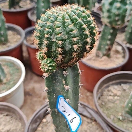 丽花红昭和秀普嫁接216