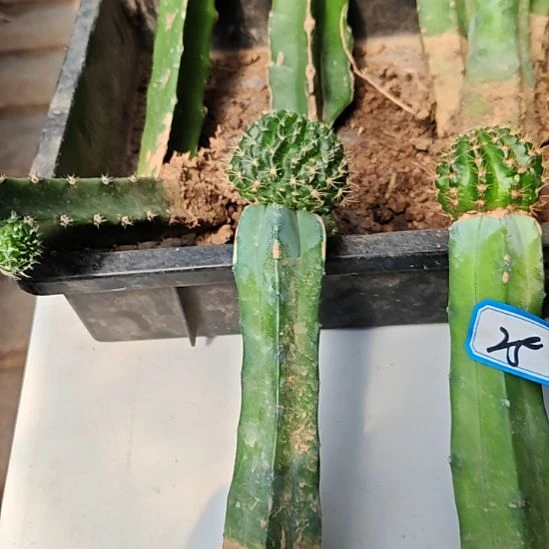 漂染龙神木嫁接预售