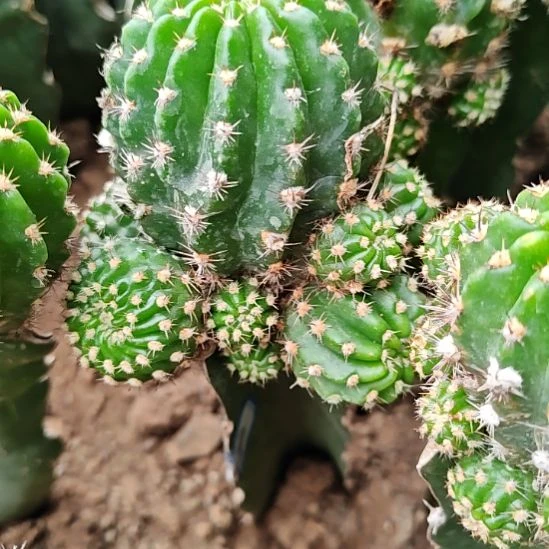 辣舞三角嫁接仙人球48