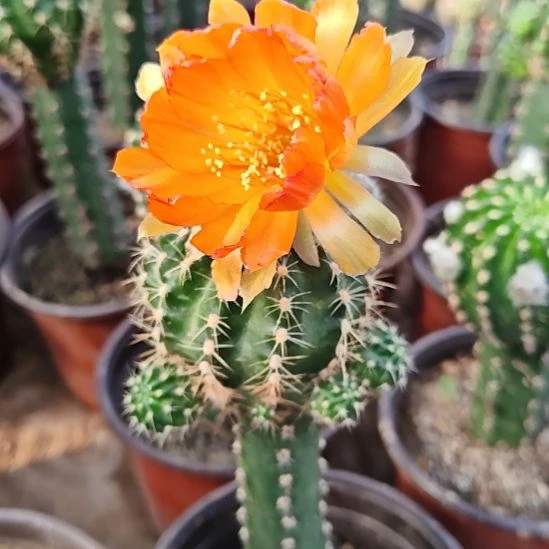 丽花杏边红秀普嫁接19