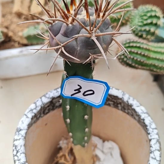 守金摩天龙秀普苗接30