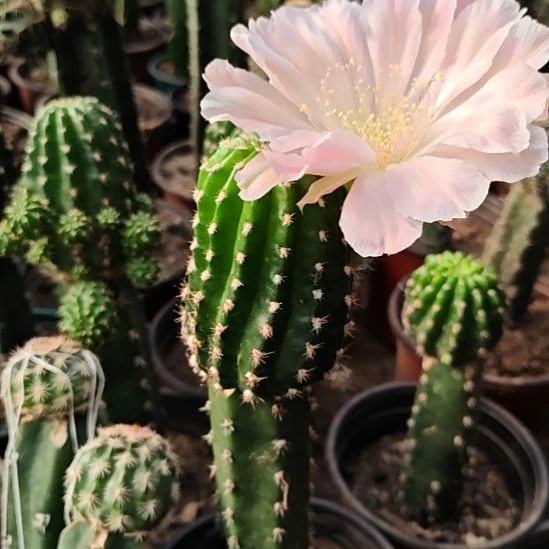 丽花绿姬秀普嫁接大315