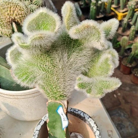 九尾狐缀化火龙果嫁接有气根28