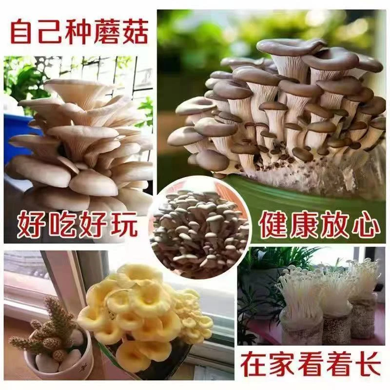 【三包共6斤】家庭蘑菇菌包种植香秀菇菌种蘑菇种子蘑菇种植盒