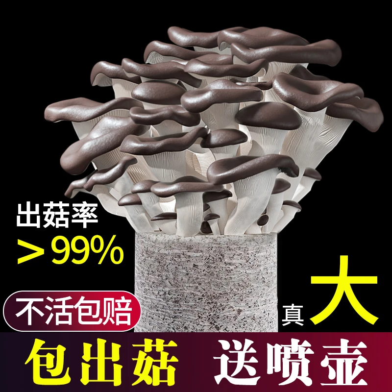 蘑菇种植包蘑菇菌包蘑菇种子香菇食用黑平菇菌菇包家庭趣味大阳台