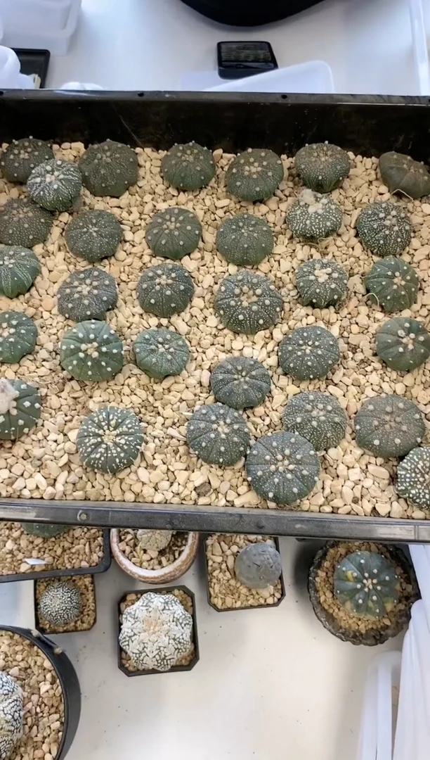 【闪购商品】16 颗不带盆土  处理