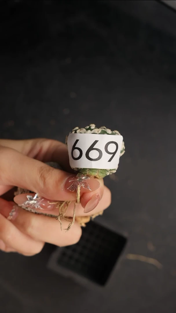 【闪购商品】编号669