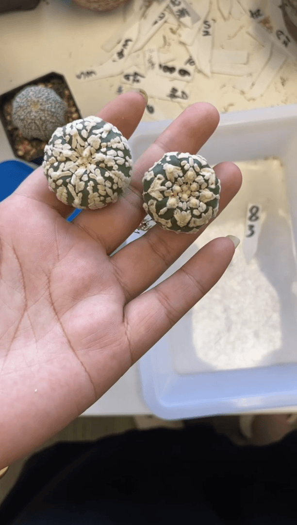 【闪购商品】83编号 生长纹2颗
