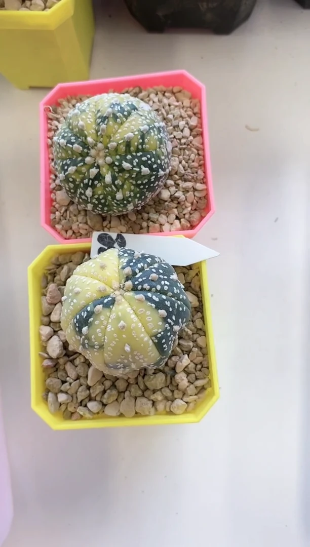 【闪购商品】38编号 兜锦2颗