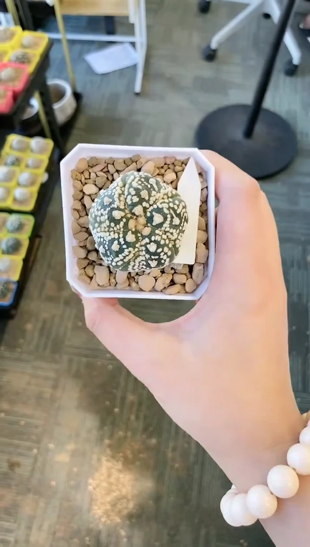 【闪购商品】编号146