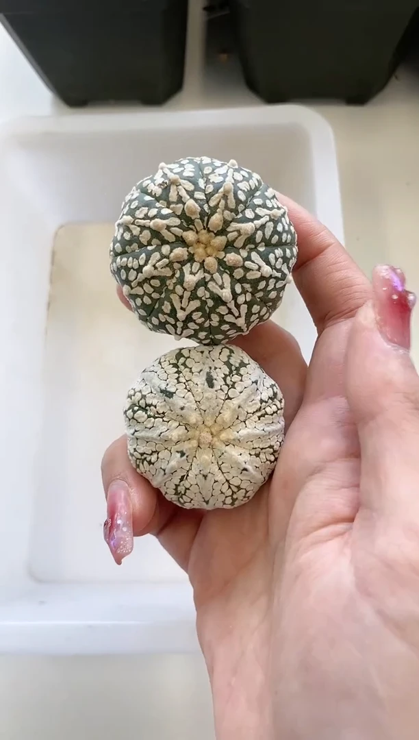 【闪购商品】C11编号 生长纹/缺水2颗