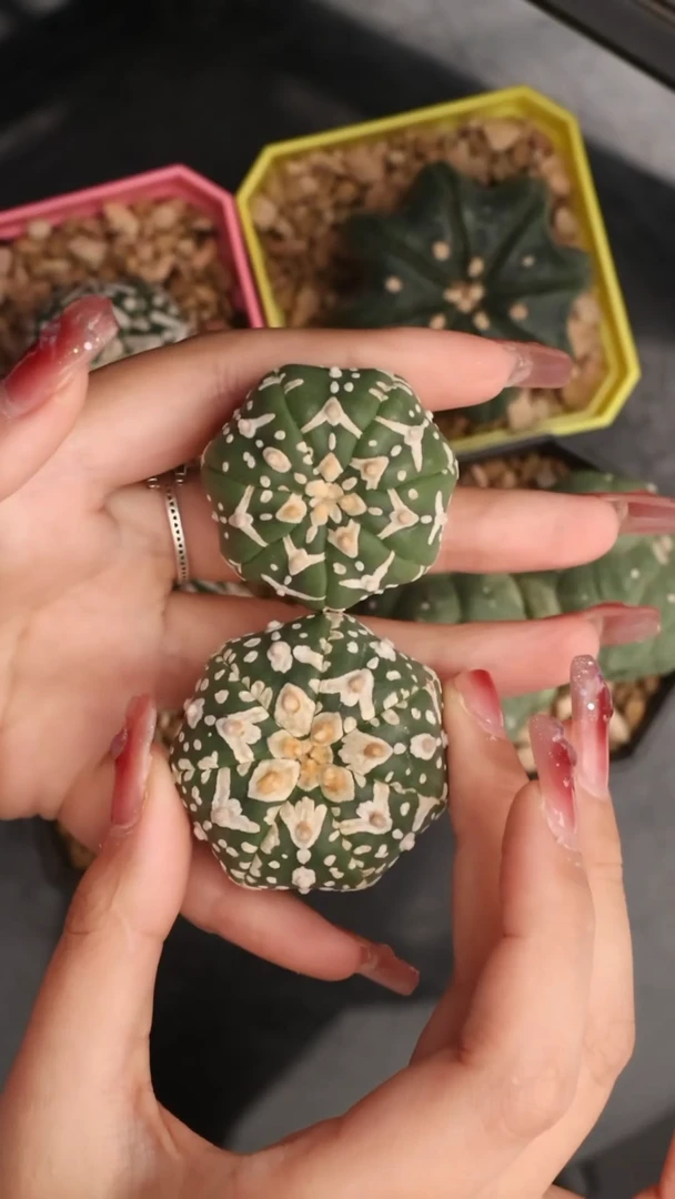 【闪购商品】两颗V