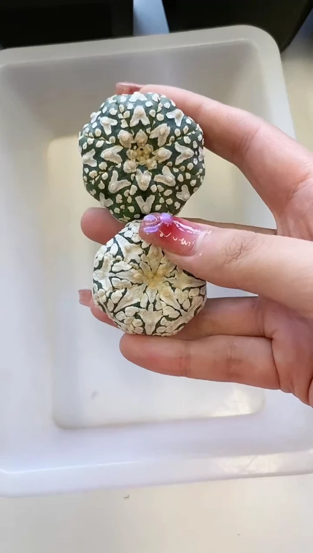 【闪购商品】C11编号 生长纹/缺水2颗