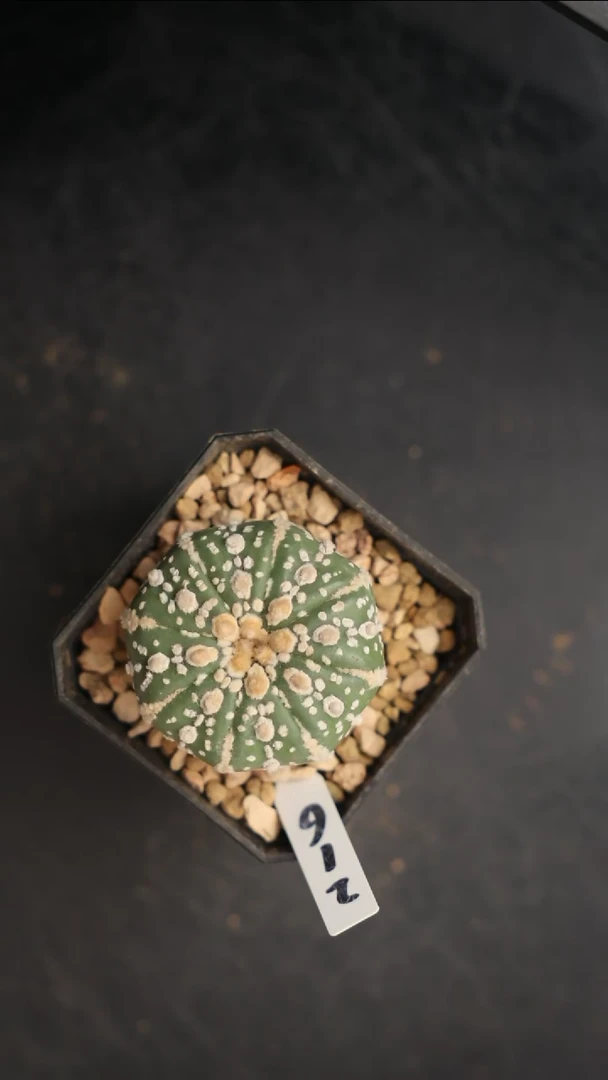 【闪购商品】编号216