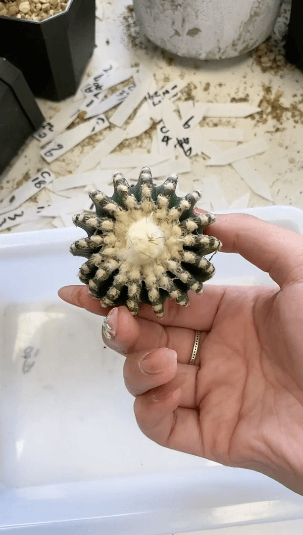 【闪购商品】A22奇特球