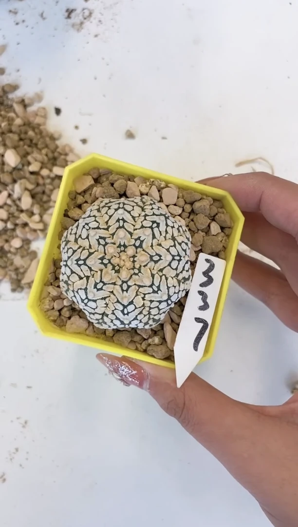 【闪购商品】编号 337     一颗