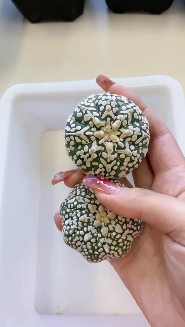 【闪购商品】288编号 生长纹/缺水2颗