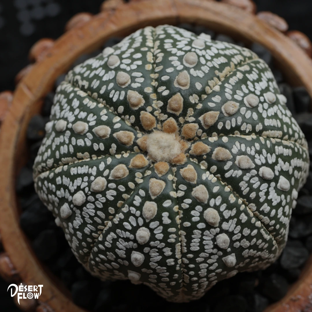 星兜多肉植物无刺仙人掌办公客厅星兜超兜仙人球 一物一拍