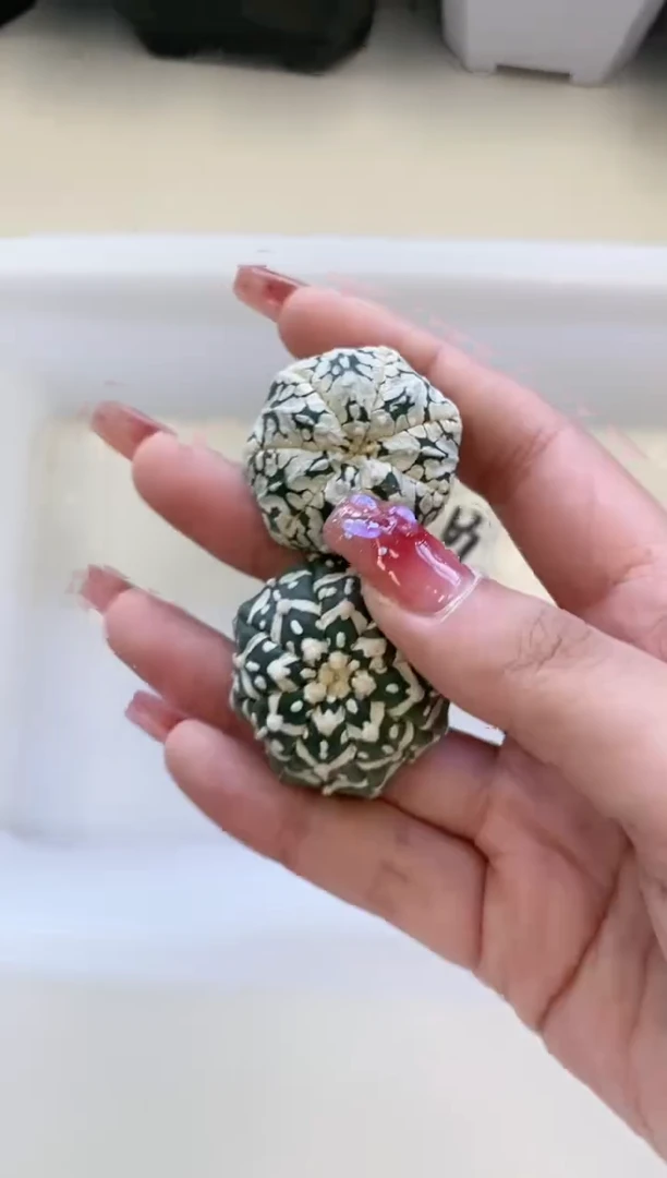 【闪购商品】63编号 缺水/生长纹2颗