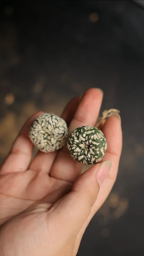 【闪购商品】兜兜兜组合