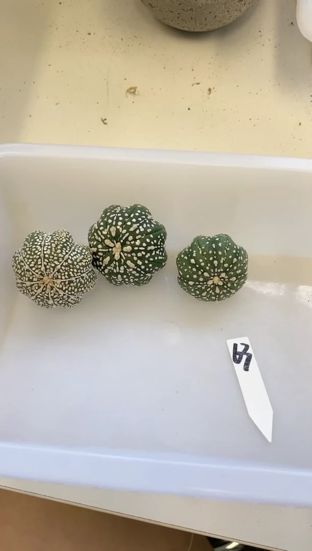 【闪购商品】编号 63生长纹瑕疵3颗