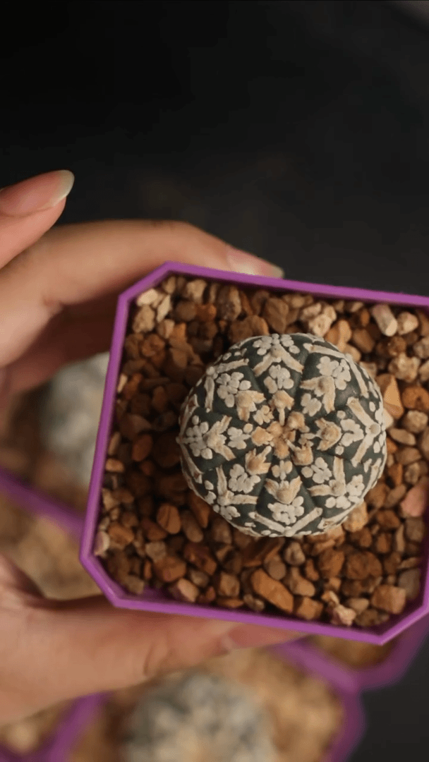 【闪购商品】兜兜兜