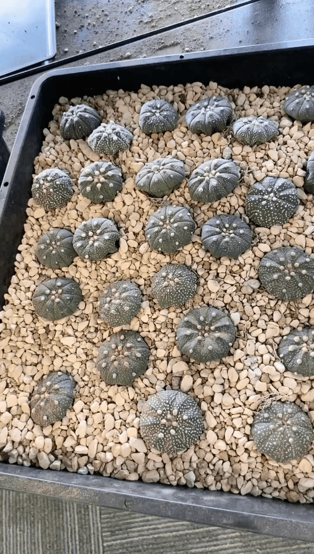 【闪购商品】16颗新手套