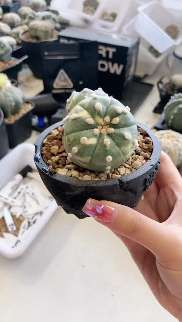 【闪购商品】双头锦