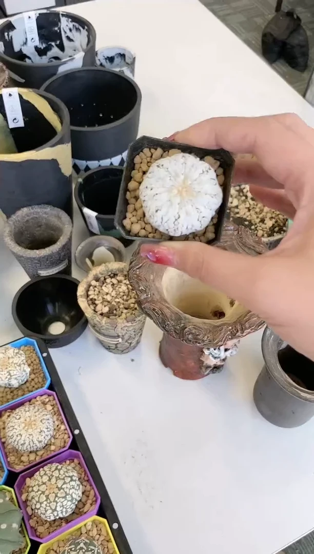 【闪购商品】脓白一颗