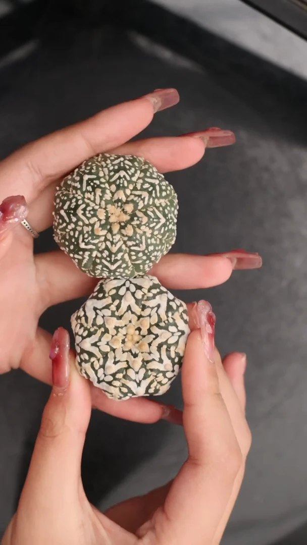 【闪购商品】490组合