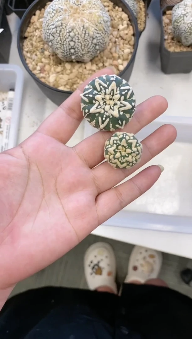【闪购商品】编号A21  生长纹2颗