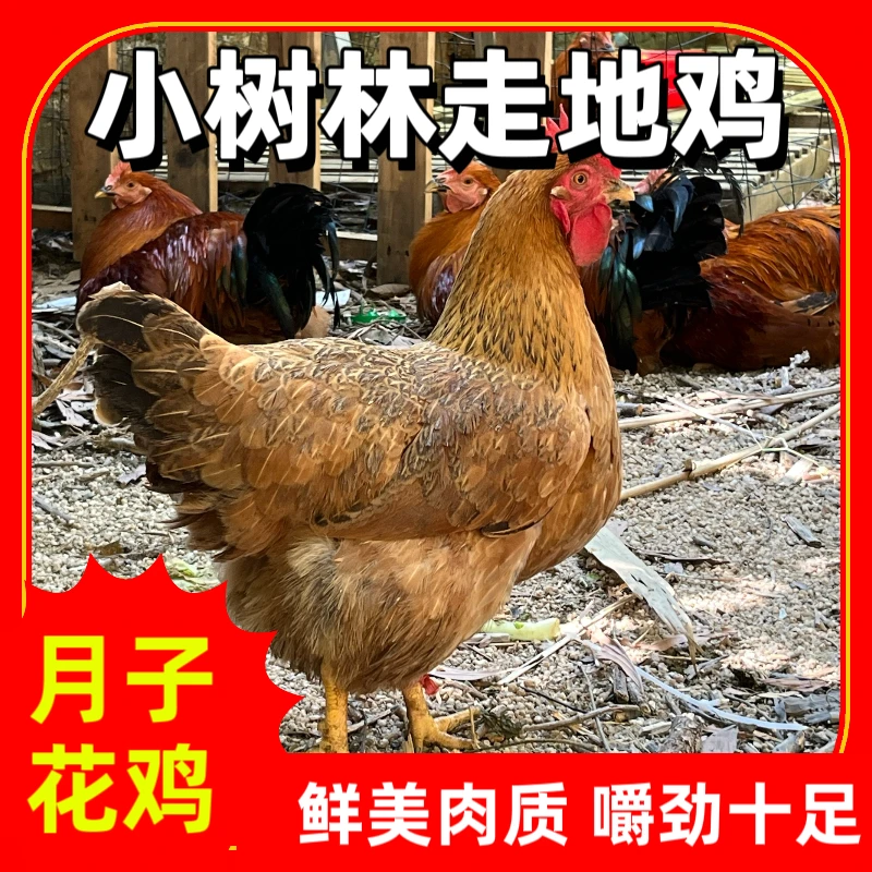 深圳 吃五谷杂粮放养走地鸡 月子餐专用鸡