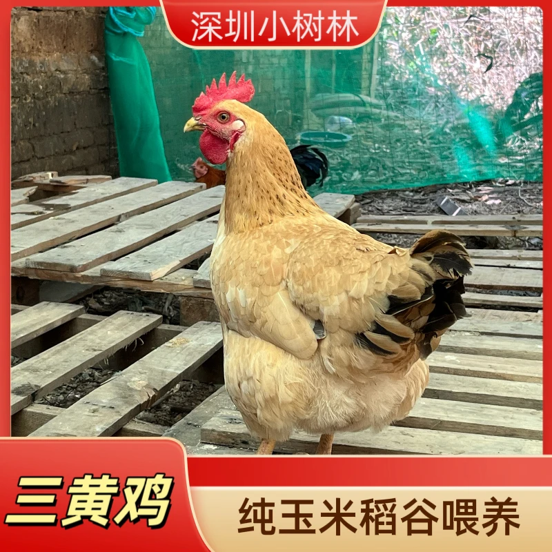 玉米、糠饭喂养,现抓现宰、跑腿送往全深圳(1-3小时)