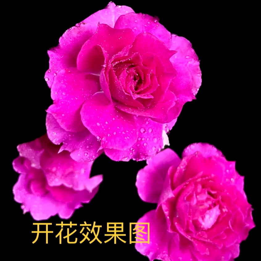 曼【天方夜谭】+【大花美人】花苞发货星花怒放月季四季开花庭院