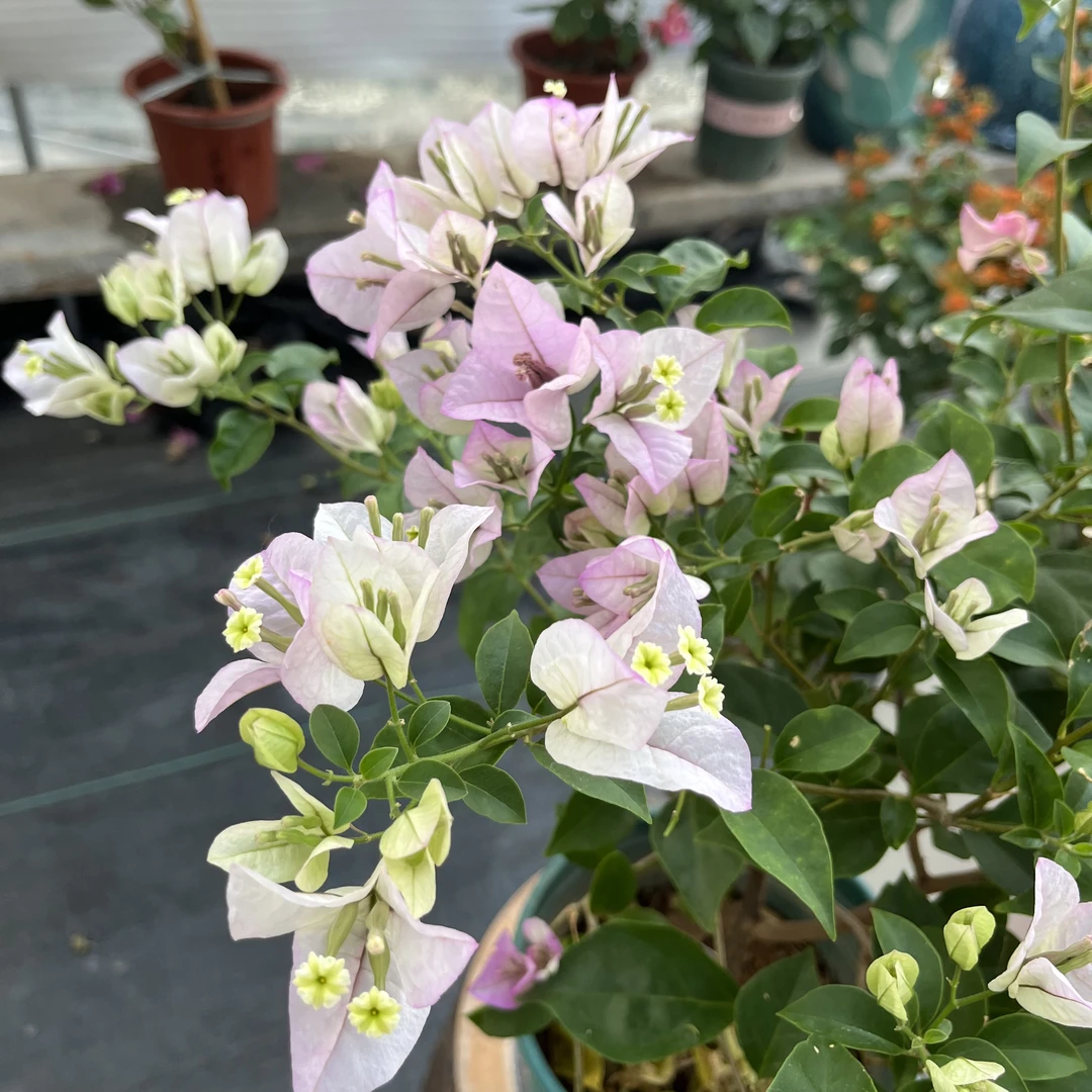【雪紫】三角梅盆栽花卉绿植