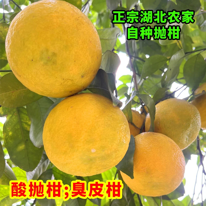 湖北酸泡柑新鲜湖北酸抛柑新鲜黄皮水果臭皮柑酸柑子孕妇水果