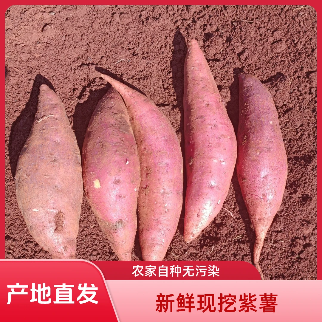 云南紫薯产地现挖现发