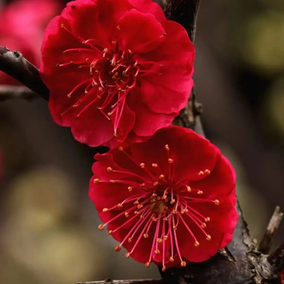 梅花海棠花盆栽老桩造型庭院阳台栽种