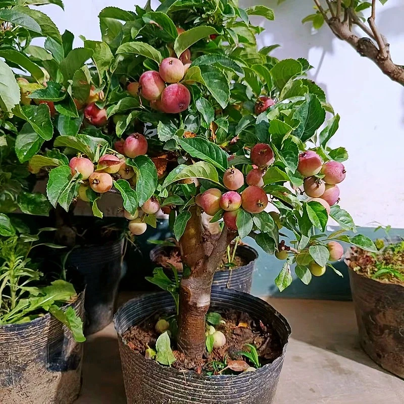 贵人果海棠红花香水柠檬树茶花红果盆栽观花赏果植物耐寒好活花卉