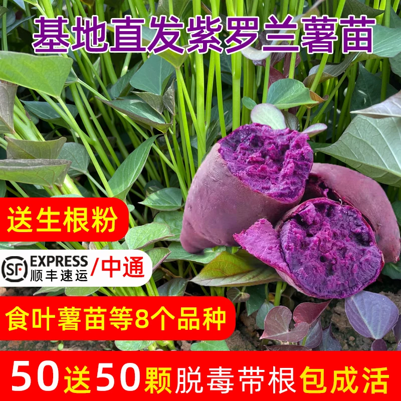 紫薯红薯苗脱毒红薯紫罗兰地瓜苗秧食用番薯苗农科院原种苗100棵