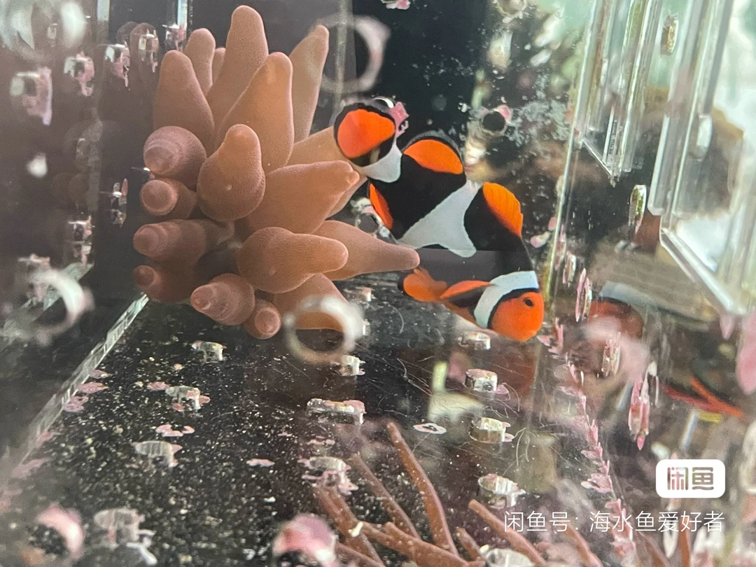热带海水鱼造景石