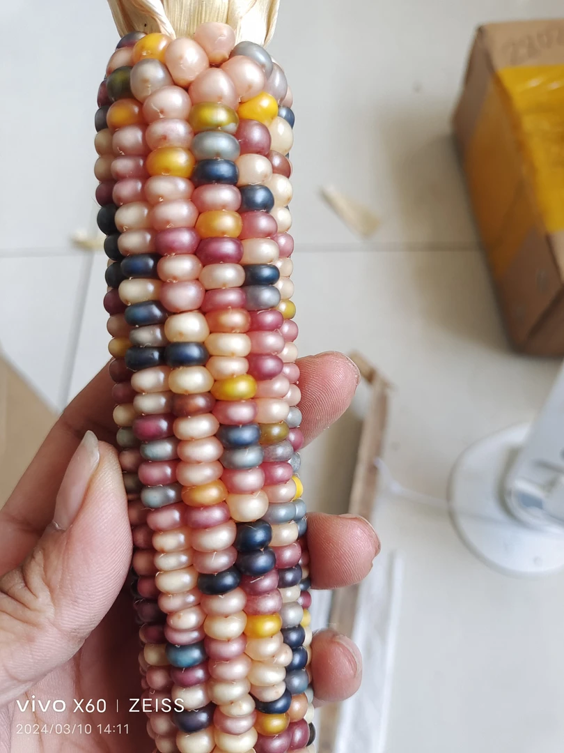 文玩玉米   一物一拍   直播售卖   私拍不发货