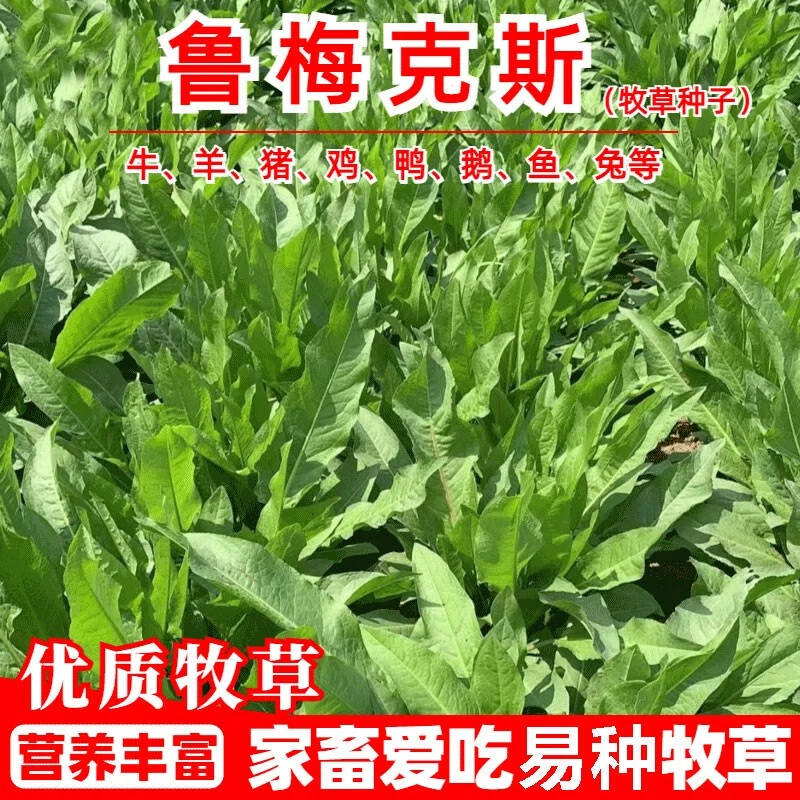 食叶草鲁梅克斯高产高蛋白多年生耐寒耐旱耐盐碱养猪家禽牧草种子