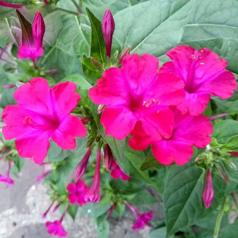 紫茉莉种籽子春夏播种易活紫茉莉地雷花卉盆栽一年生庭院花卉种子