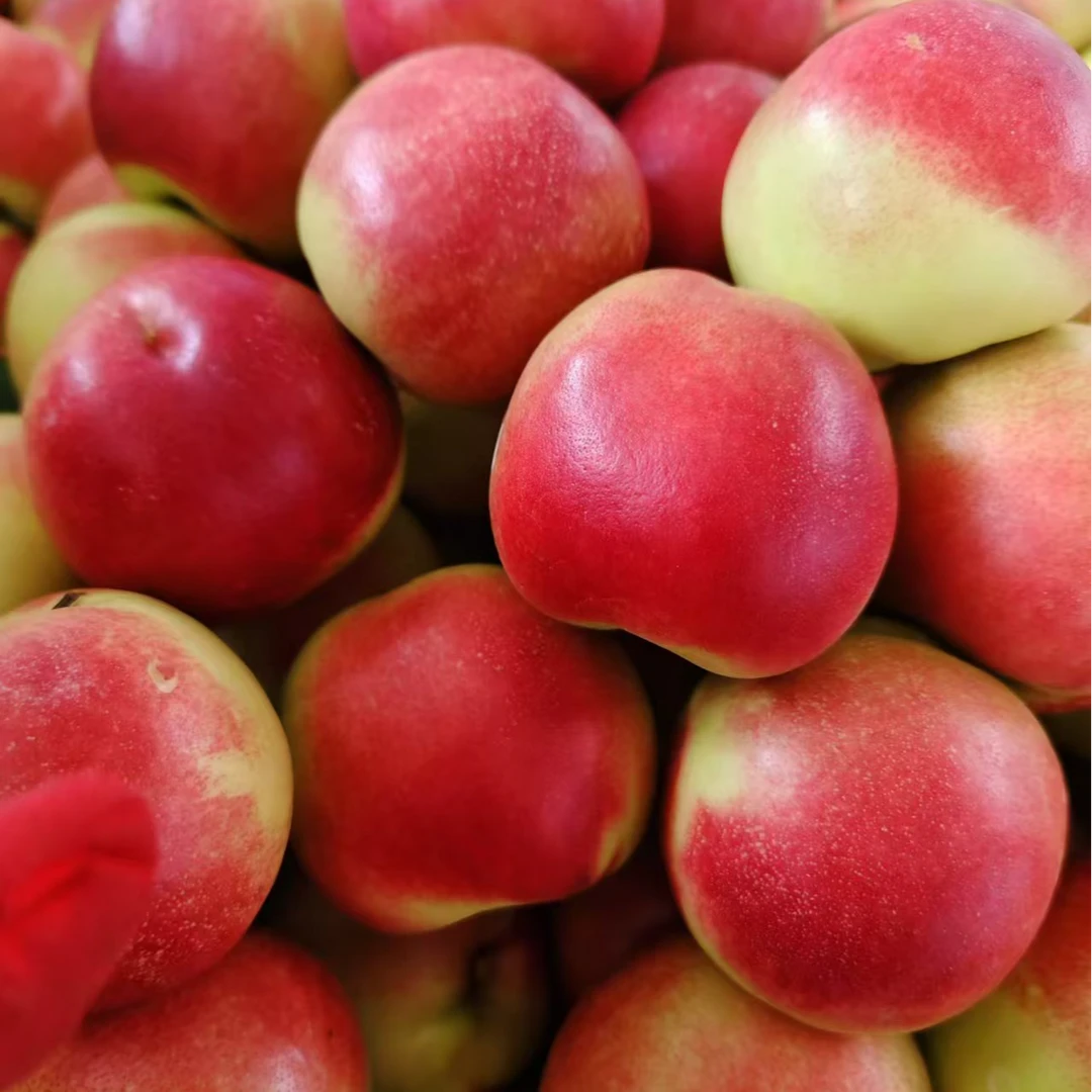 珍珠枣油桃蜜枣桃子新鲜当季水果孕妇袖珍油桃超甜现摘现发原产地