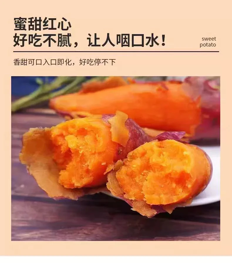 红蜜薯红薯烤地瓜流油沙地蜜薯新鲜现挖包邮香甜薯香薯